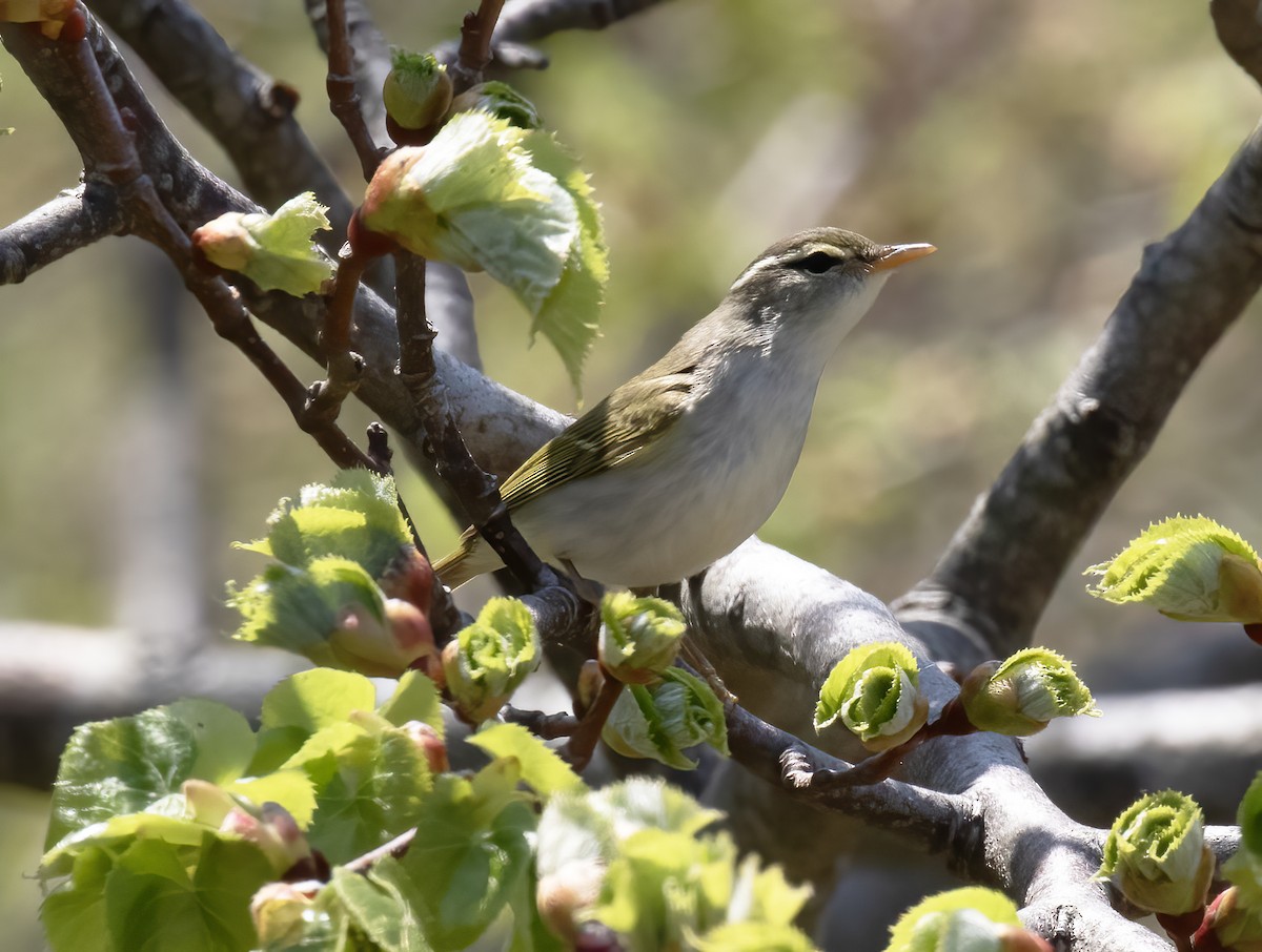 Eastern Crowned Warbler - Gary Rosenberg