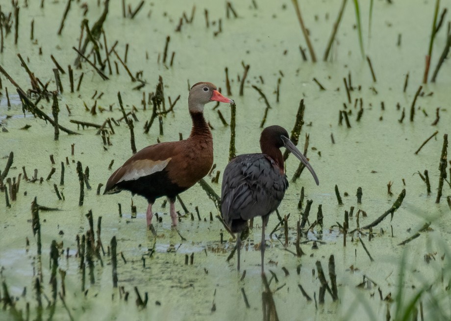 Glossy Ibis - ML618796072