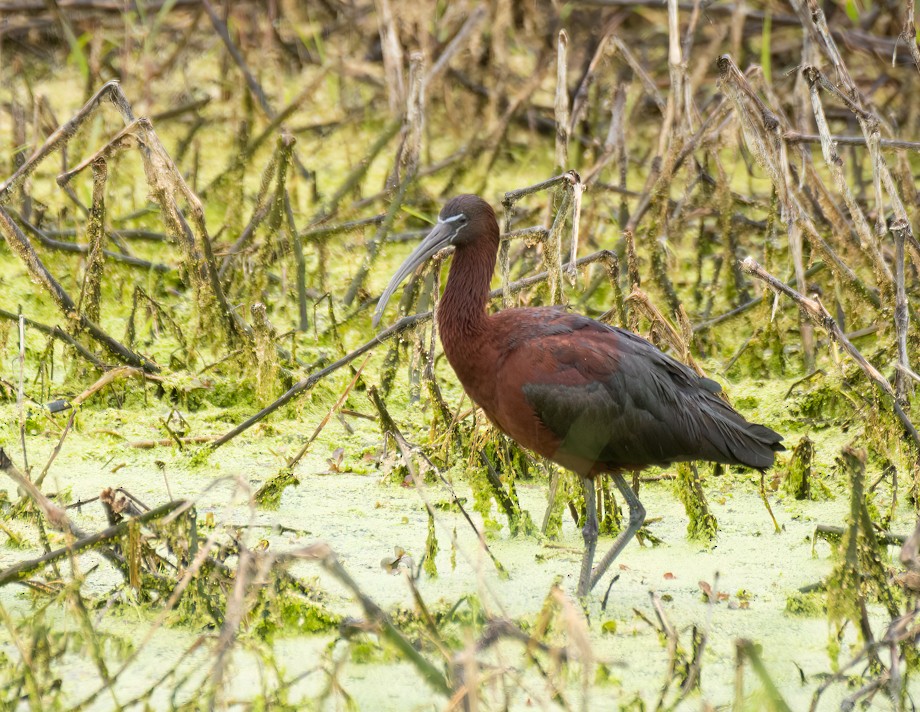 Glossy Ibis - ML618796073