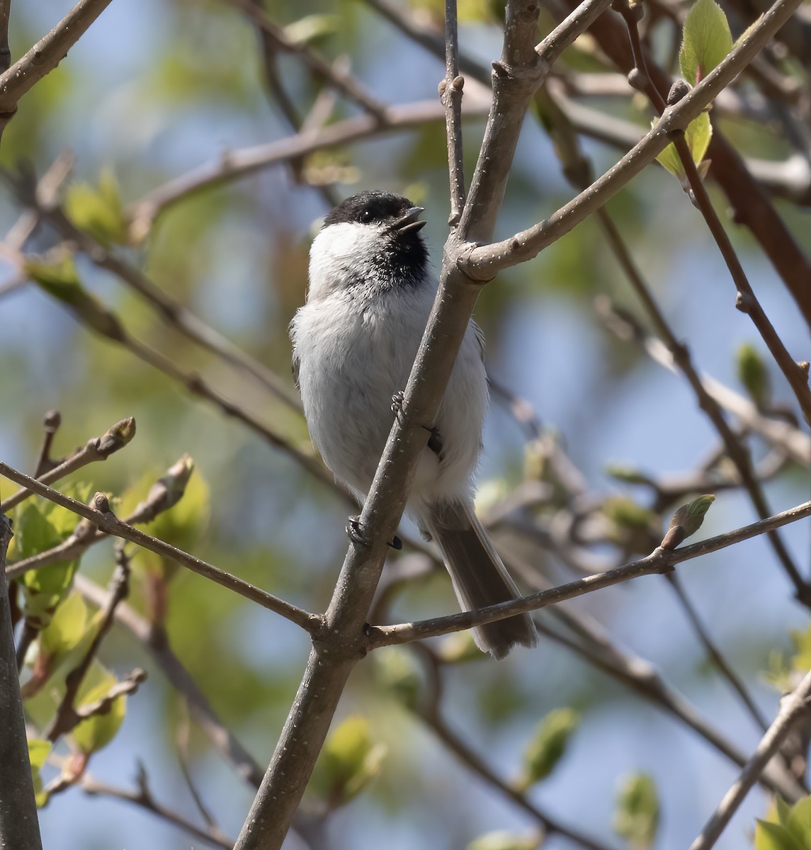 Marsh Tit - Gary Rosenberg