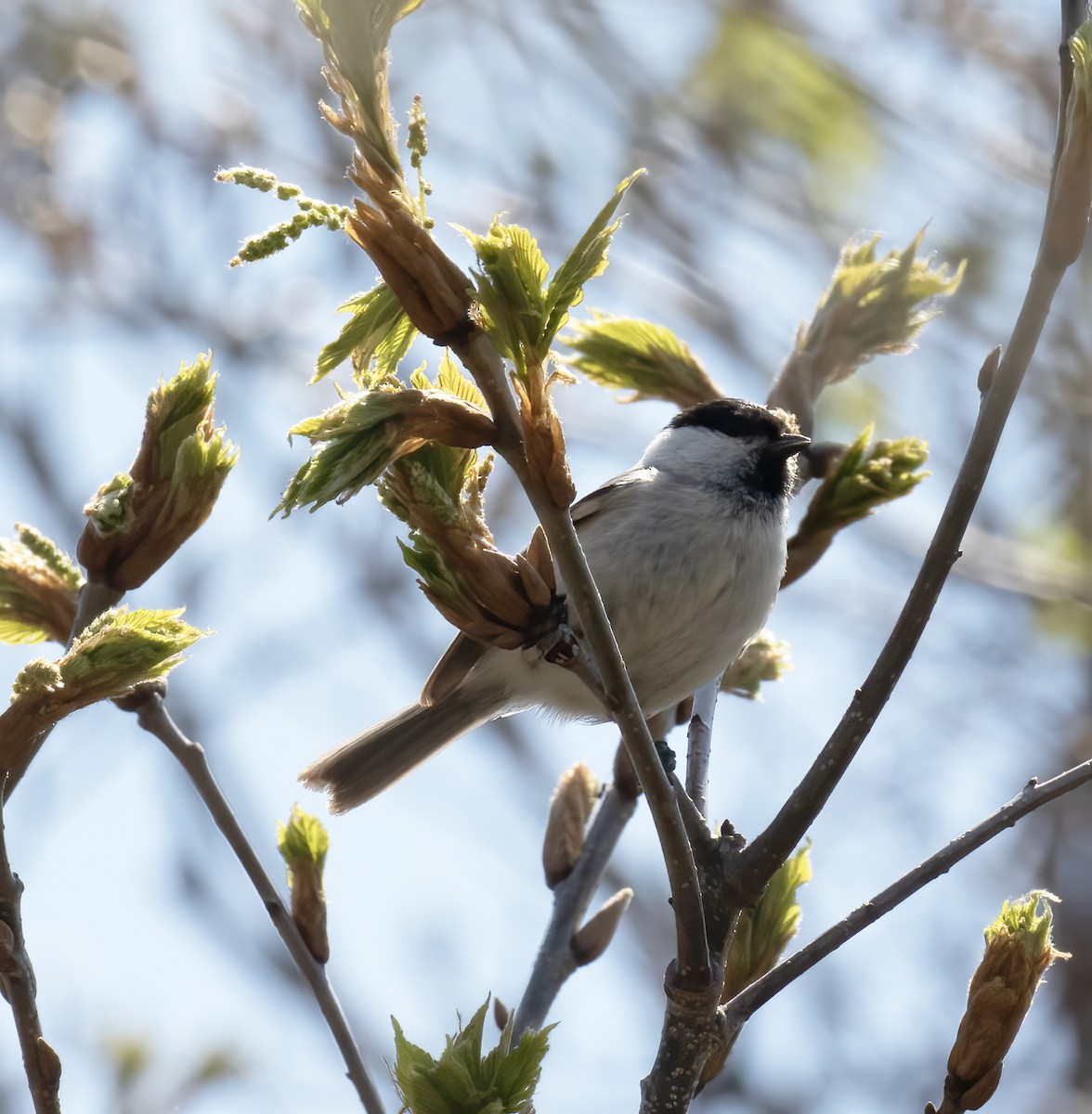 Marsh Tit - Gary Rosenberg