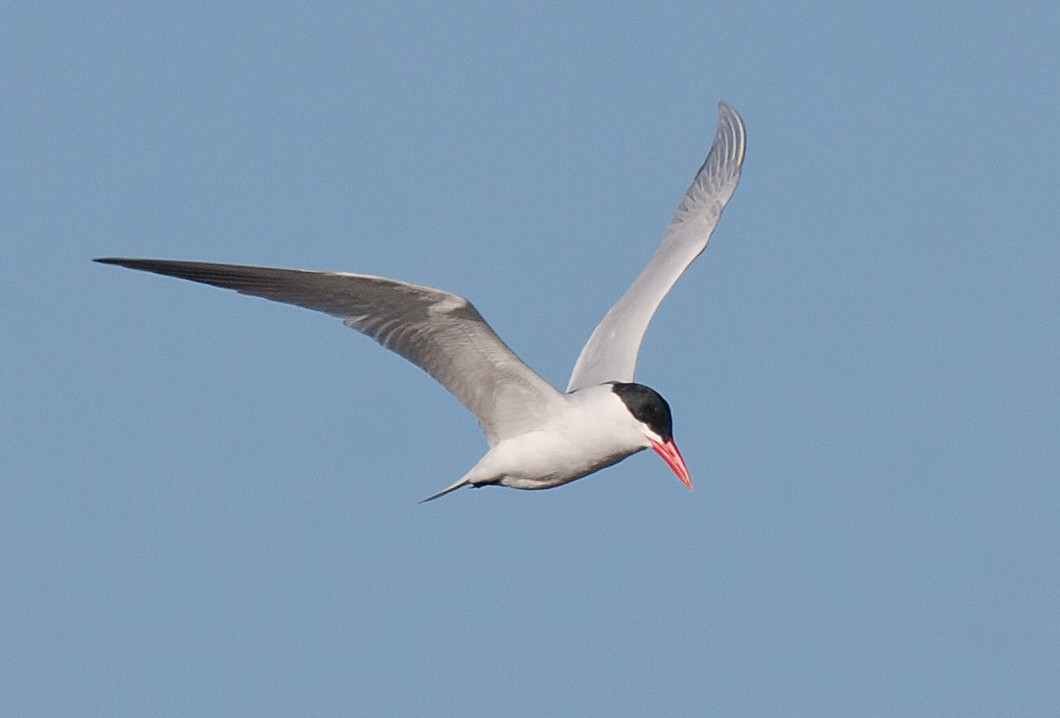 Caspian Tern - Dan and Pam Guynn