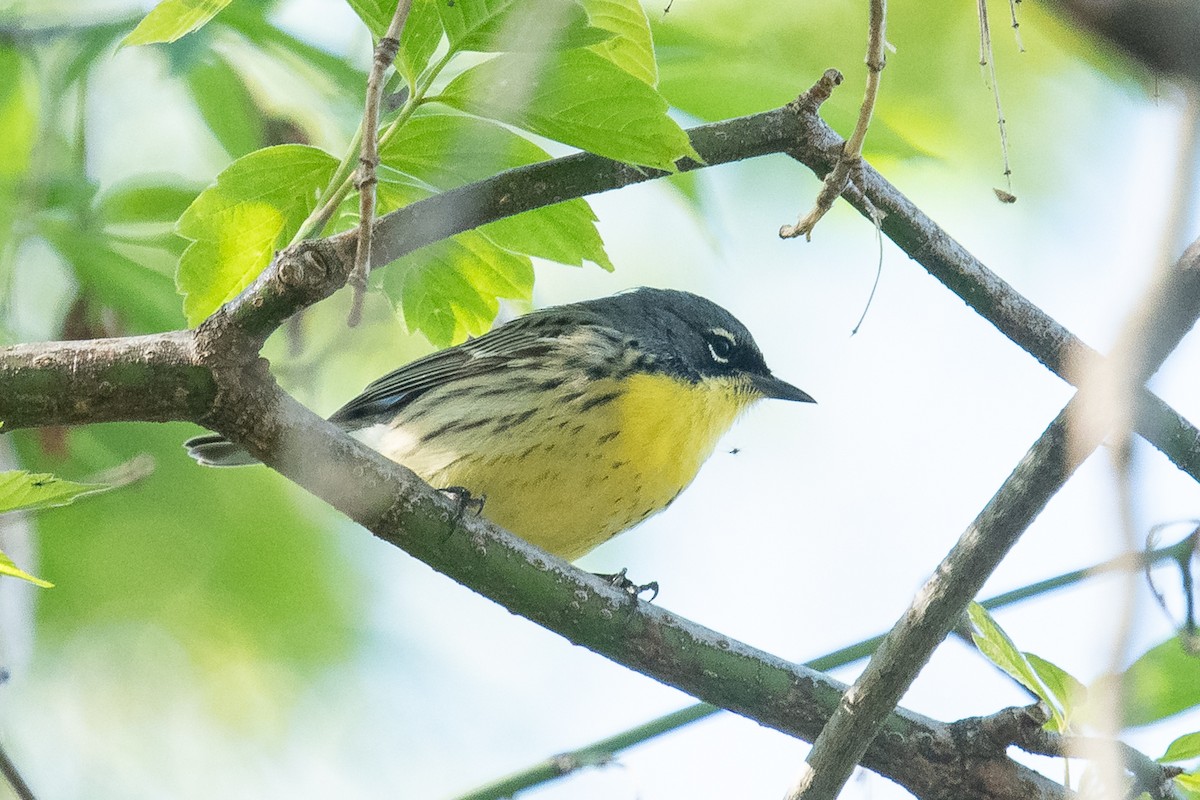 Kirtland's Warbler - Ryan Griffiths