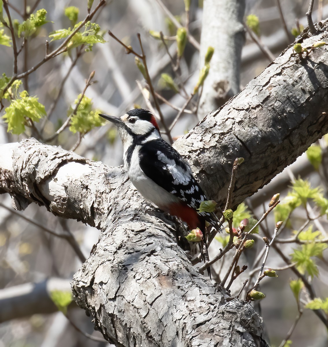 Great Spotted Woodpecker - ML618796113