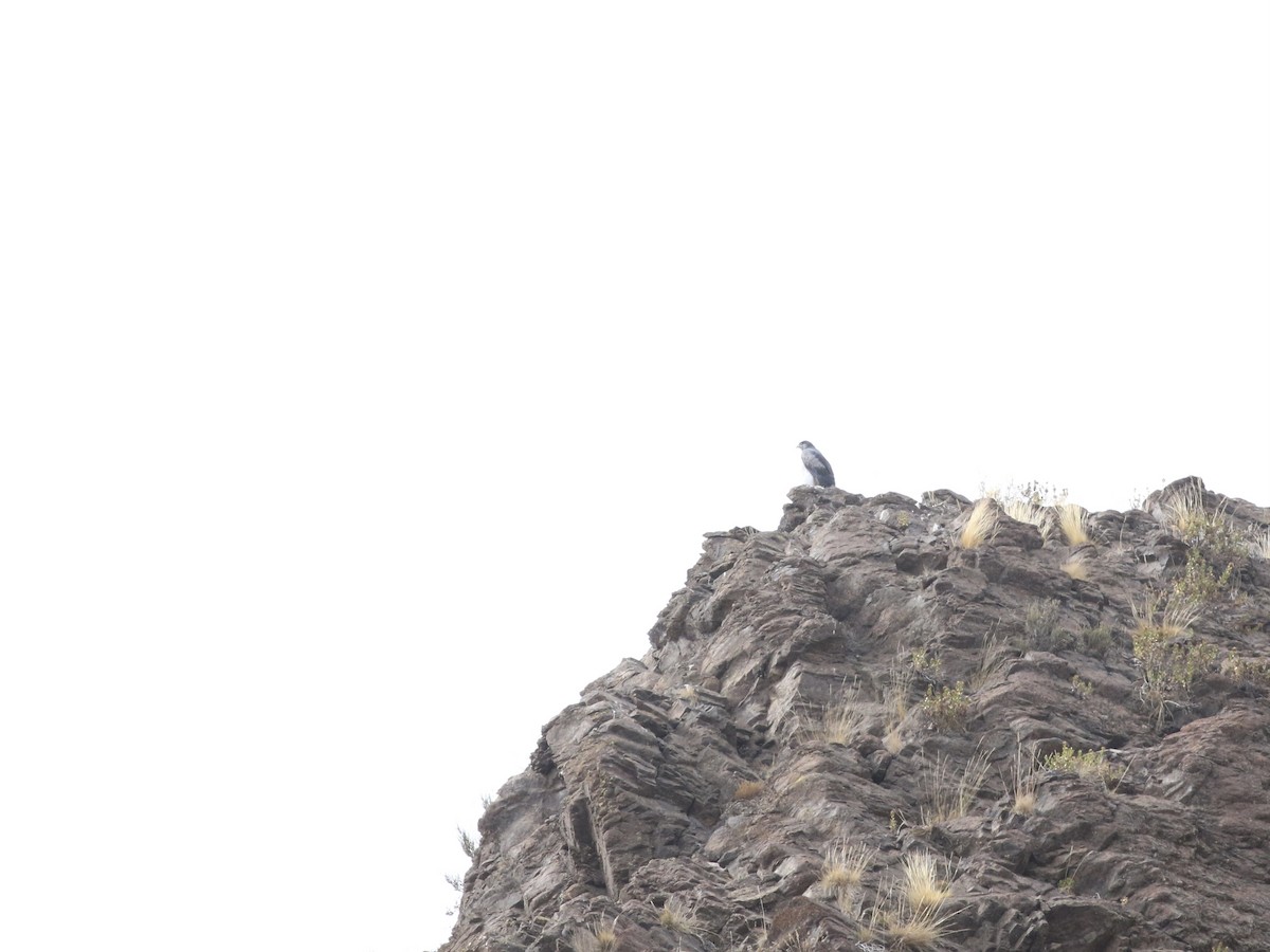 Black-chested Buzzard-Eagle - Aaron David