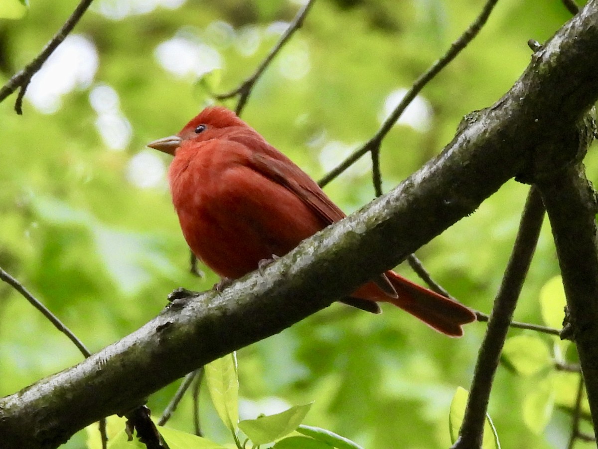 Summer Tanager - Ryan Gannon