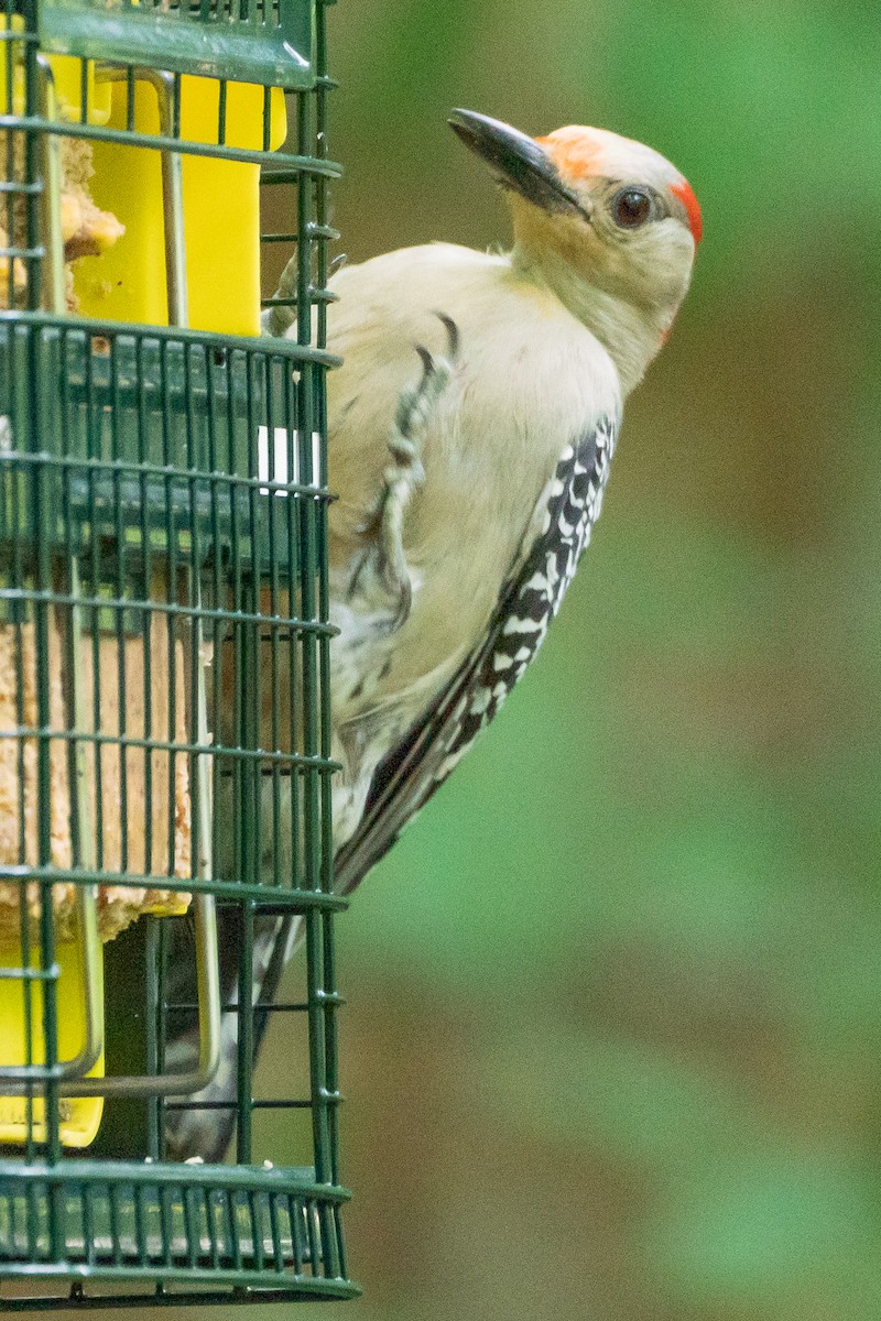 Red-bellied Woodpecker - Marcy Carpenter