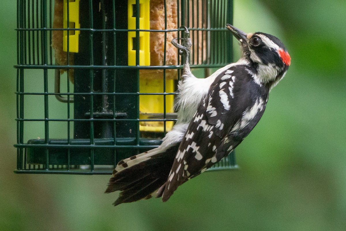 Downy Woodpecker - Marcy Carpenter