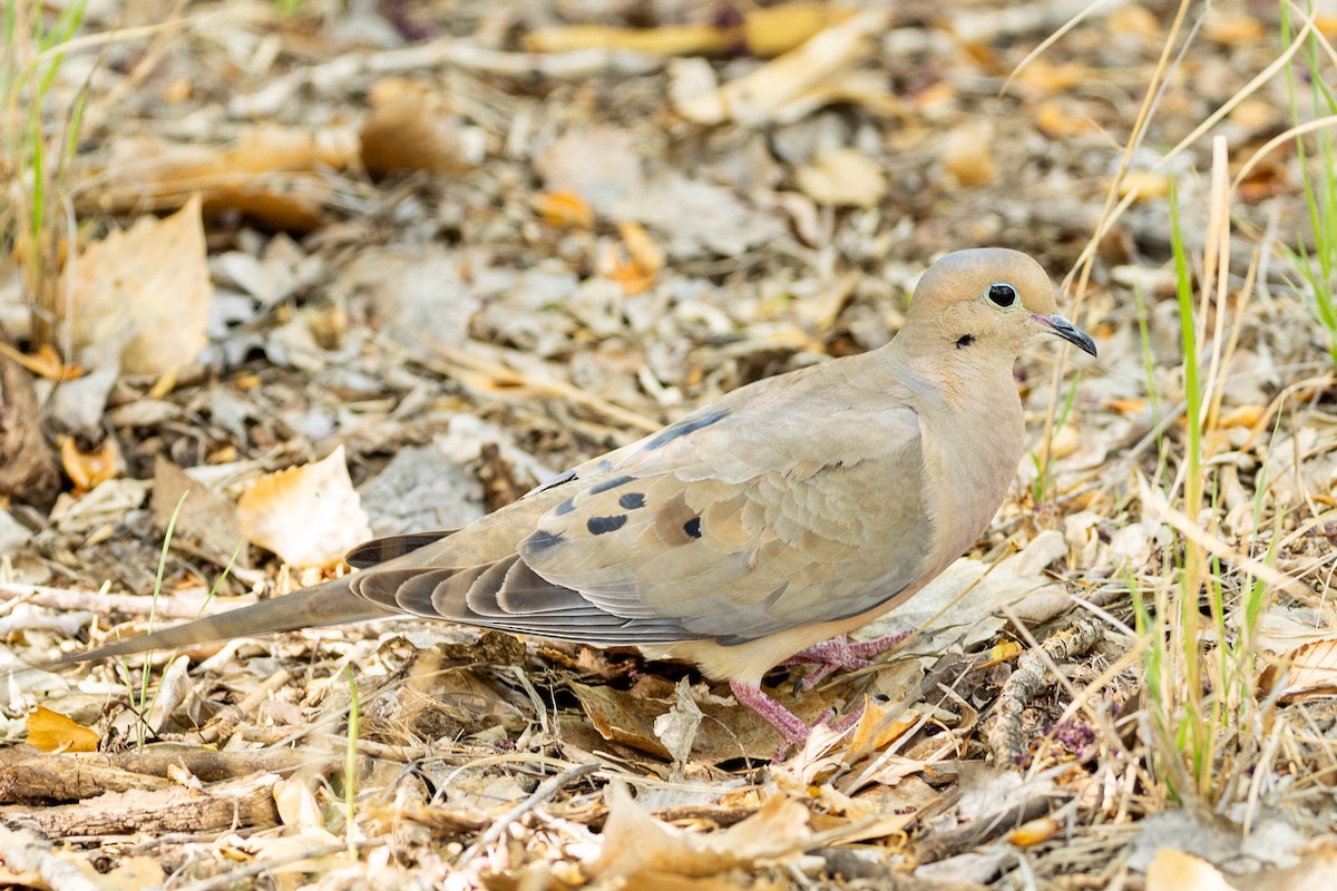 Mourning Dove - Philip Kline