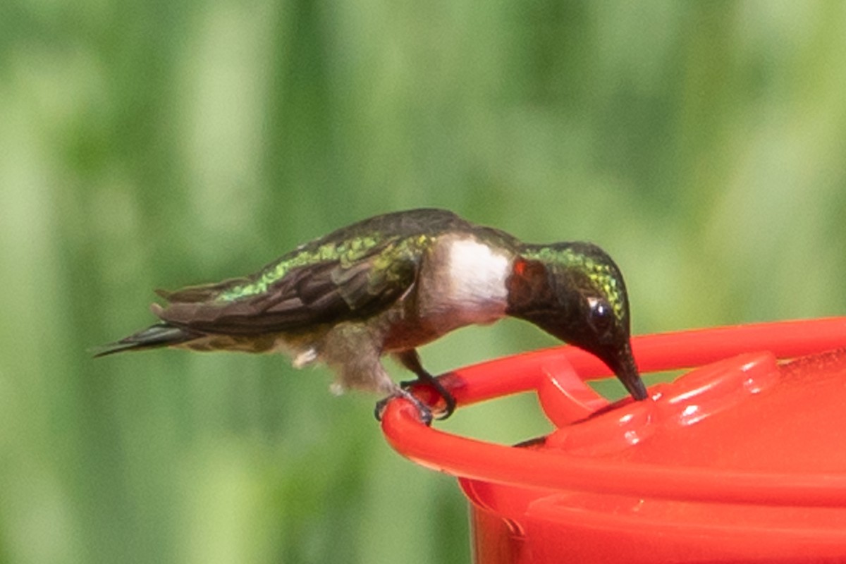 Ruby-throated Hummingbird - Marcy Carpenter