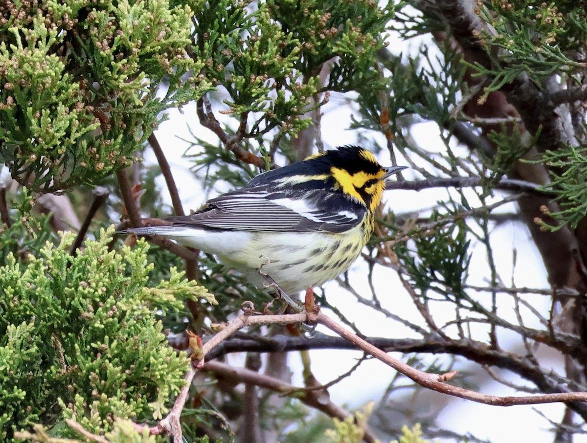 Blackburnian Warbler - Margo Goetschkes