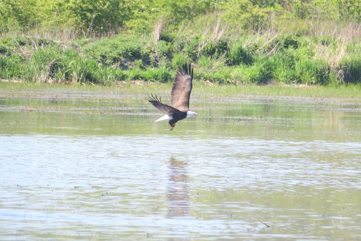 Bald Eagle - Michael Simmons