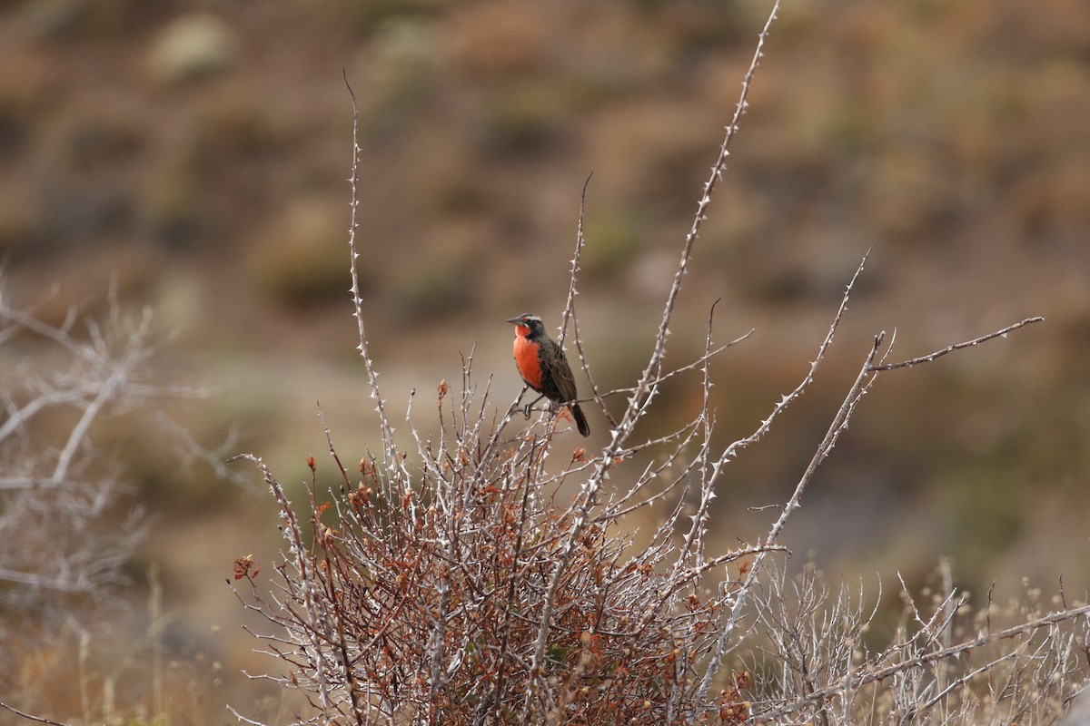 Long-tailed Meadowlark - ML618796221