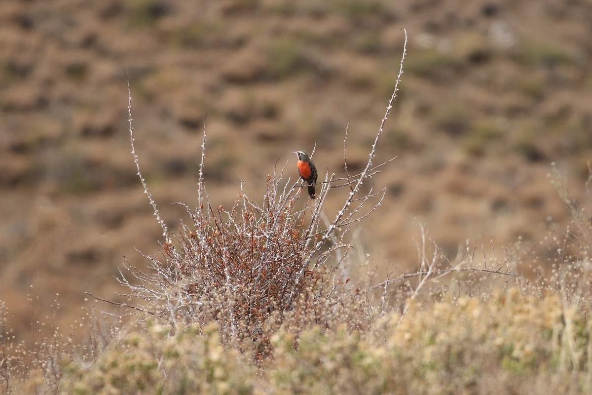 Long-tailed Meadowlark - ML618796225