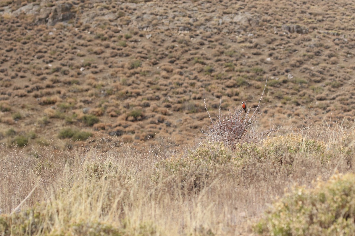 Long-tailed Meadowlark - ML618796226