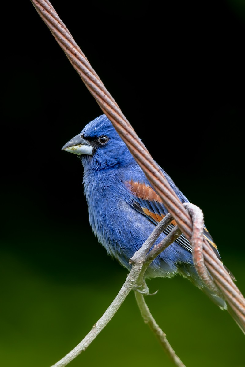 Blue Grosbeak - Renee Sparks