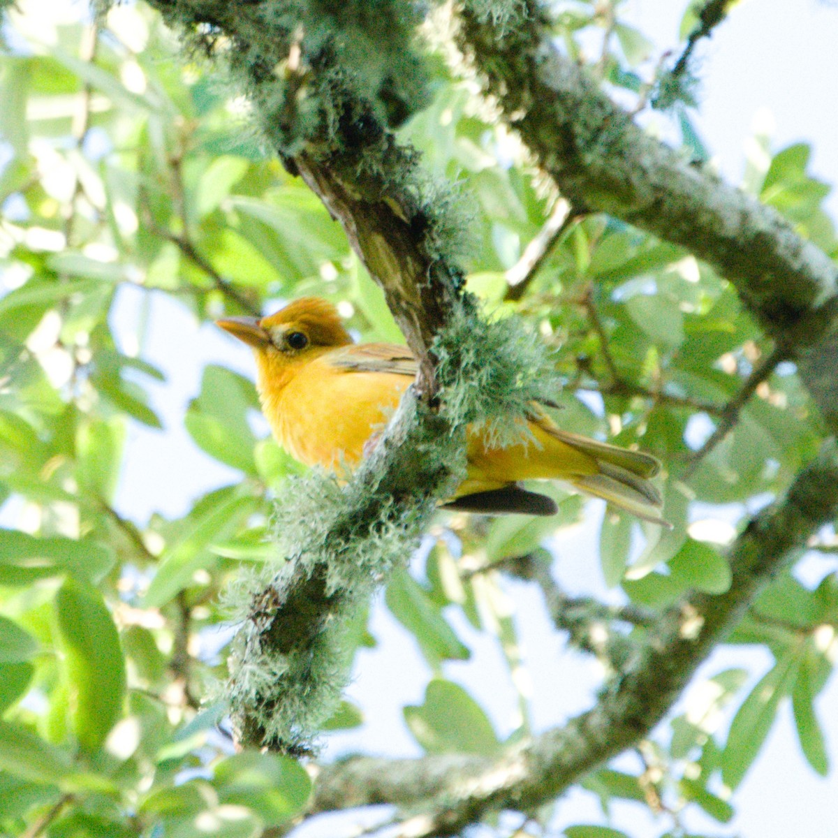 Summer Tanager - Kerry Hansen