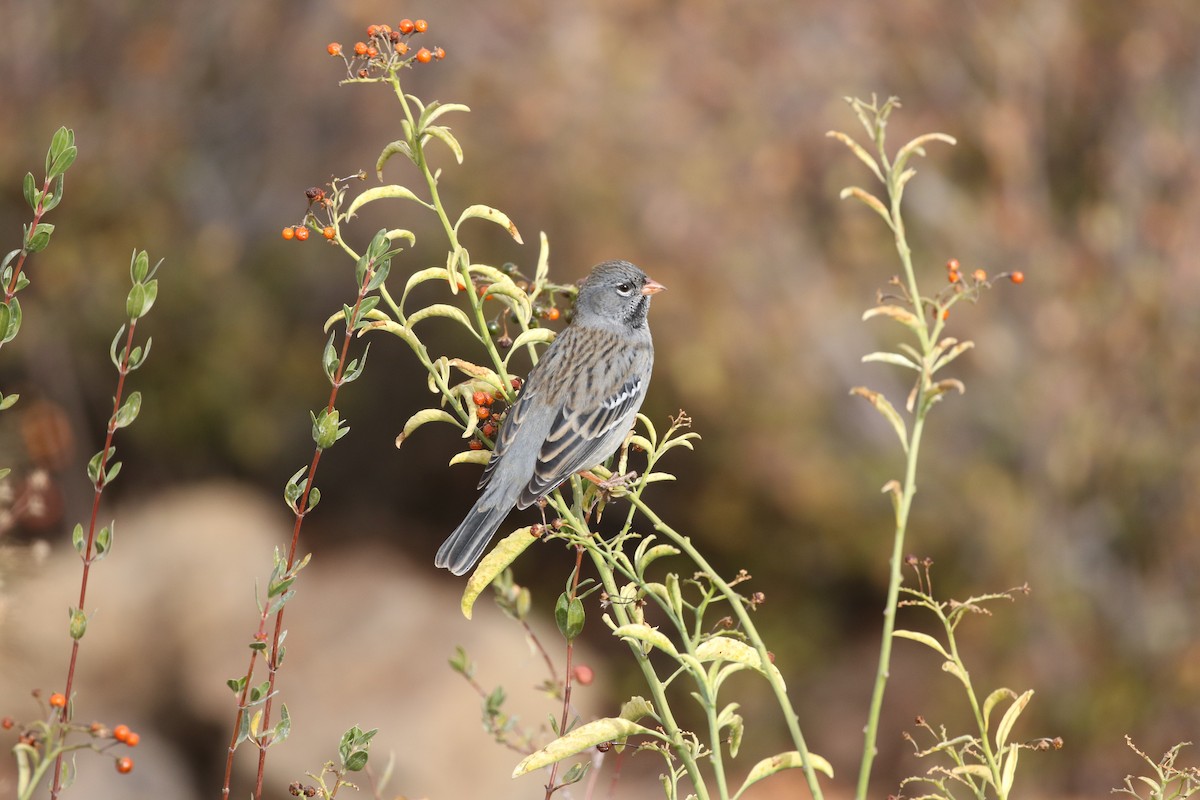 Mourning Sierra Finch - ML618796256