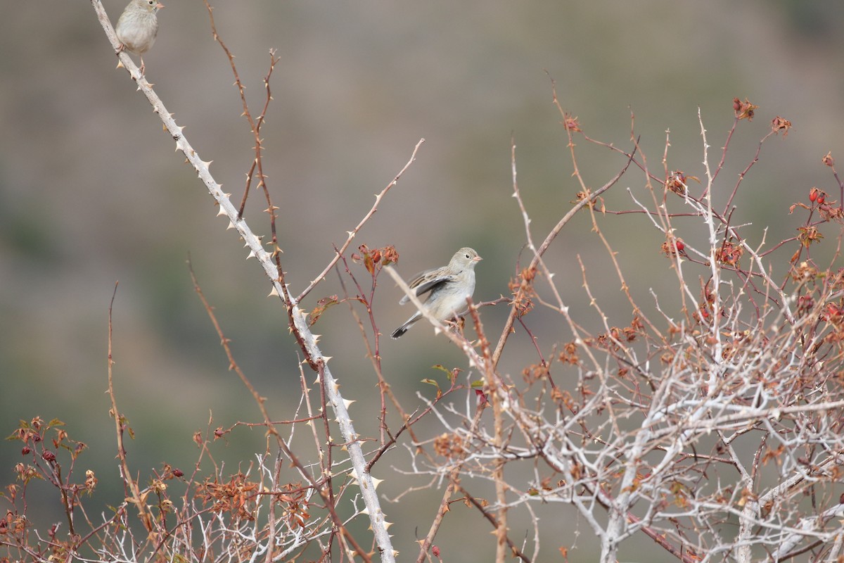 Mourning Sierra Finch - ML618796257