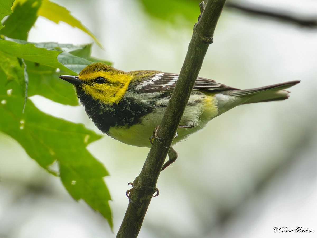 Black-throated Green Warbler - ML618796272