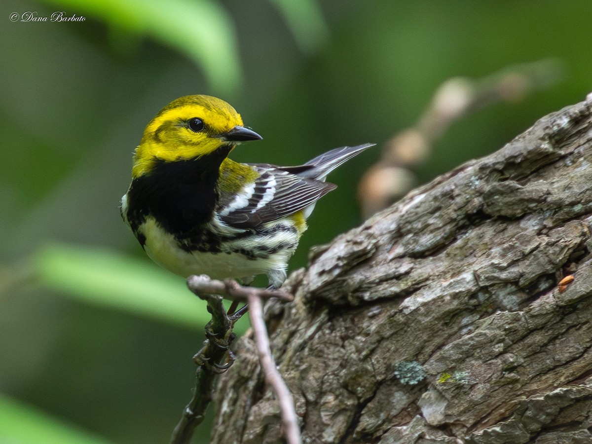 Black-throated Green Warbler - ML618796273