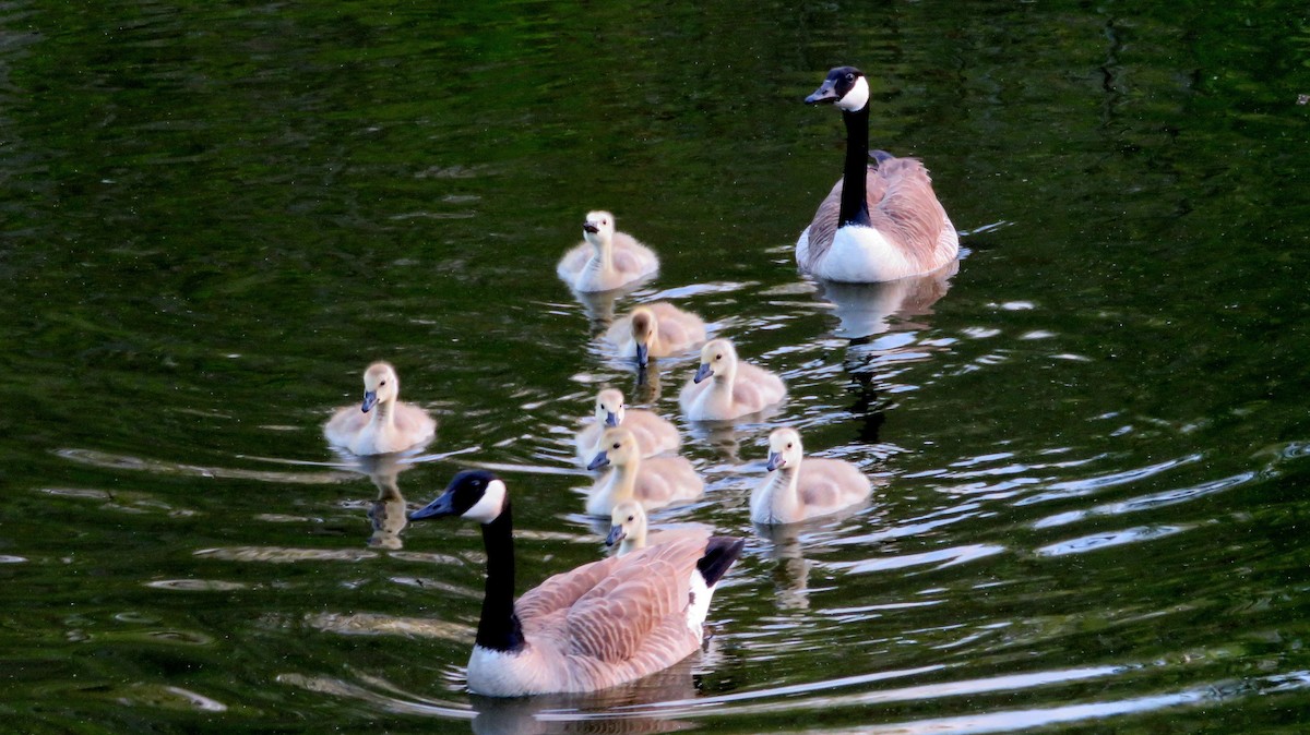 Canada Goose - Deidre Dawson