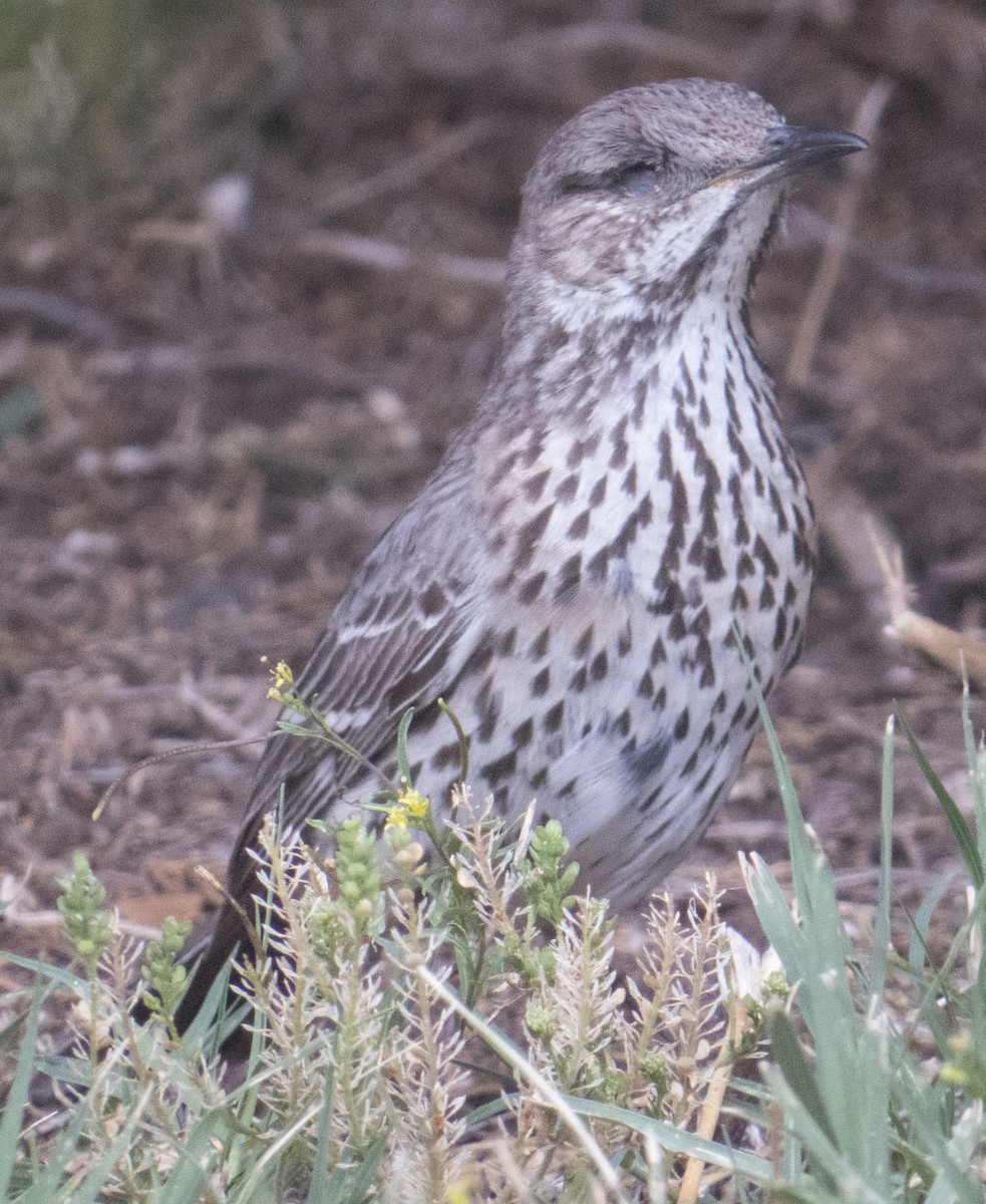 Sage Thrasher - Peter Keyel