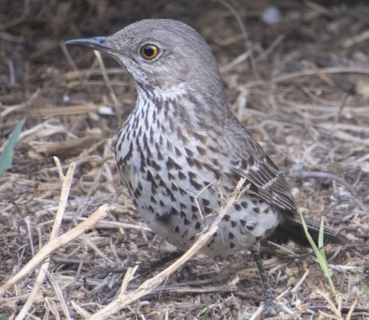 Sage Thrasher - Peter Keyel