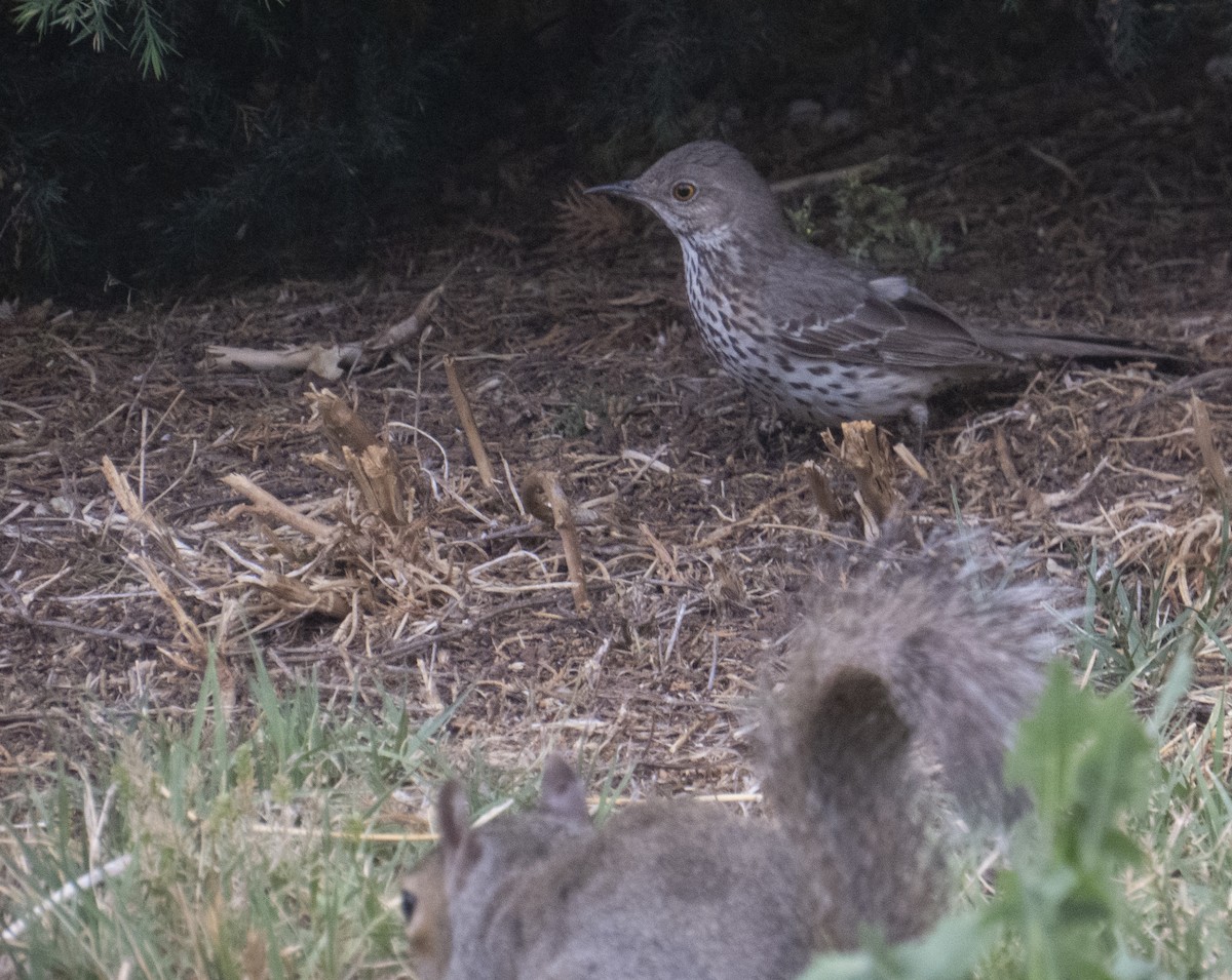 Sage Thrasher - ML618796297