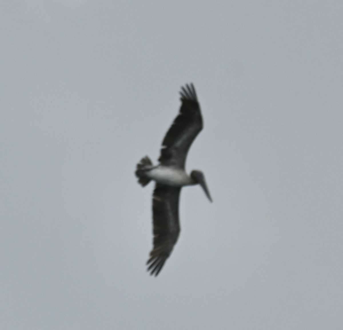 Brown Pelican - ML618796298