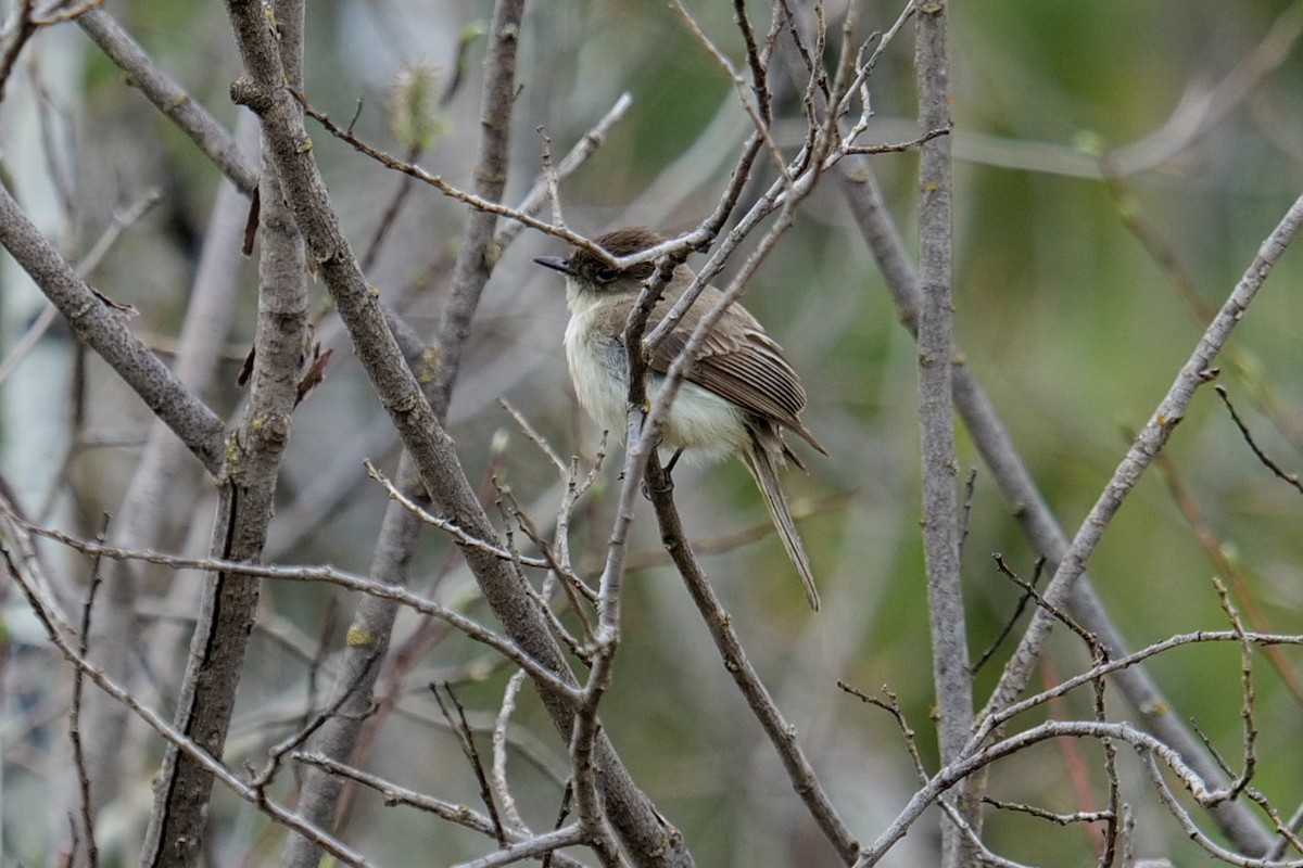 Eastern Phoebe - J. Gvora