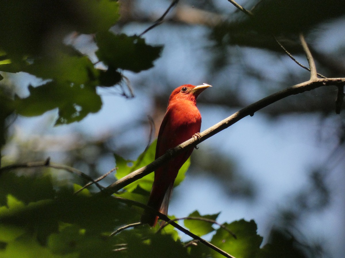 Summer Tanager - Carlo Lindner