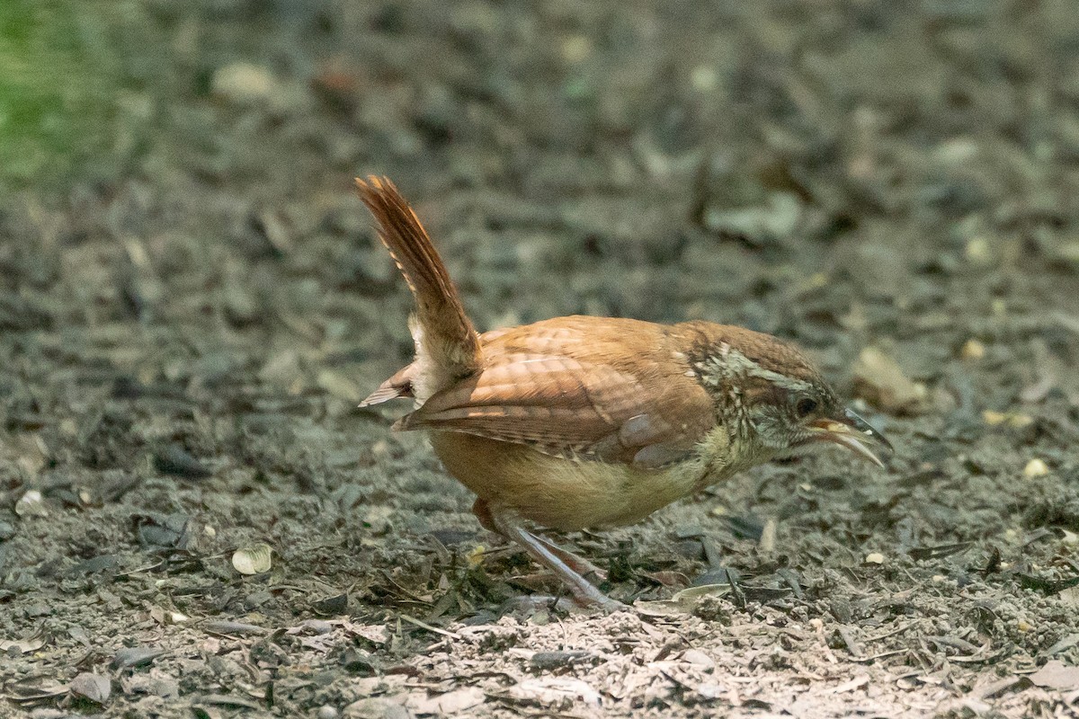 Carolina Wren - Marcy Carpenter