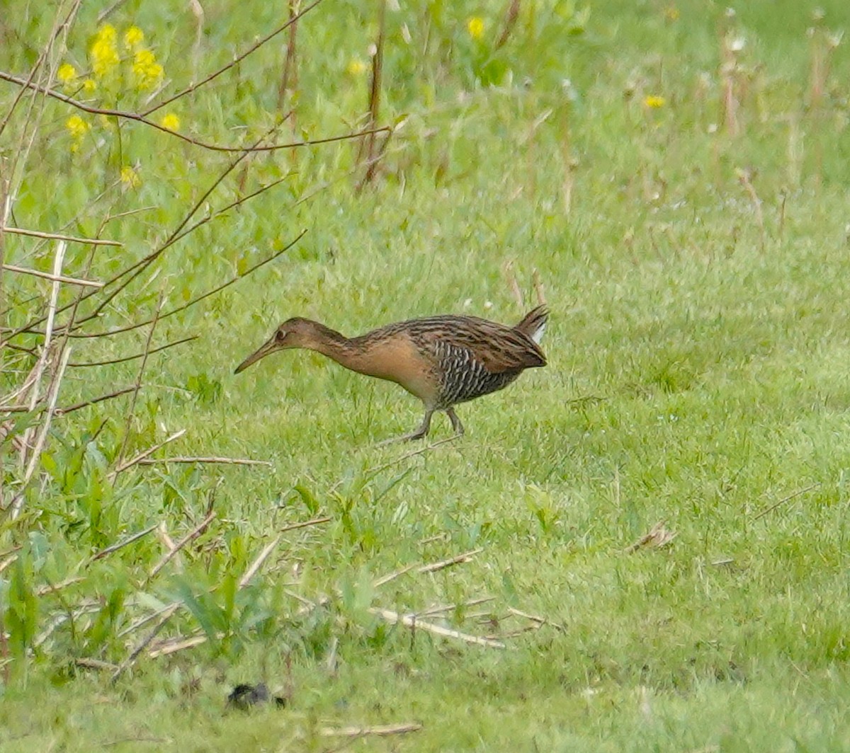 King Rail - Brian Lineaweaver