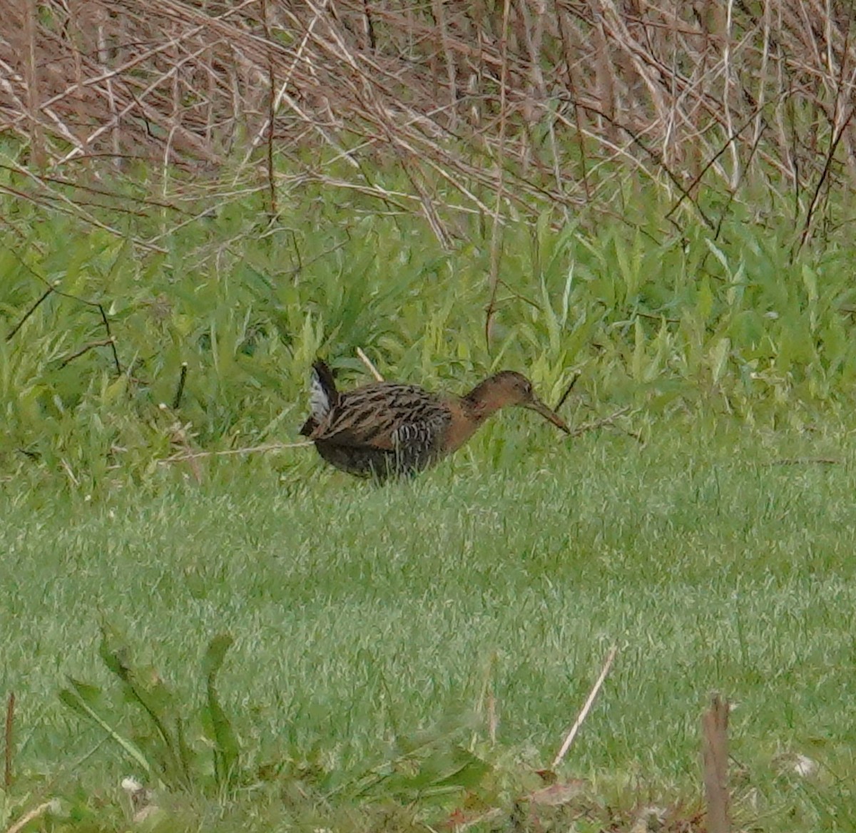 King Rail - Brian Lineaweaver