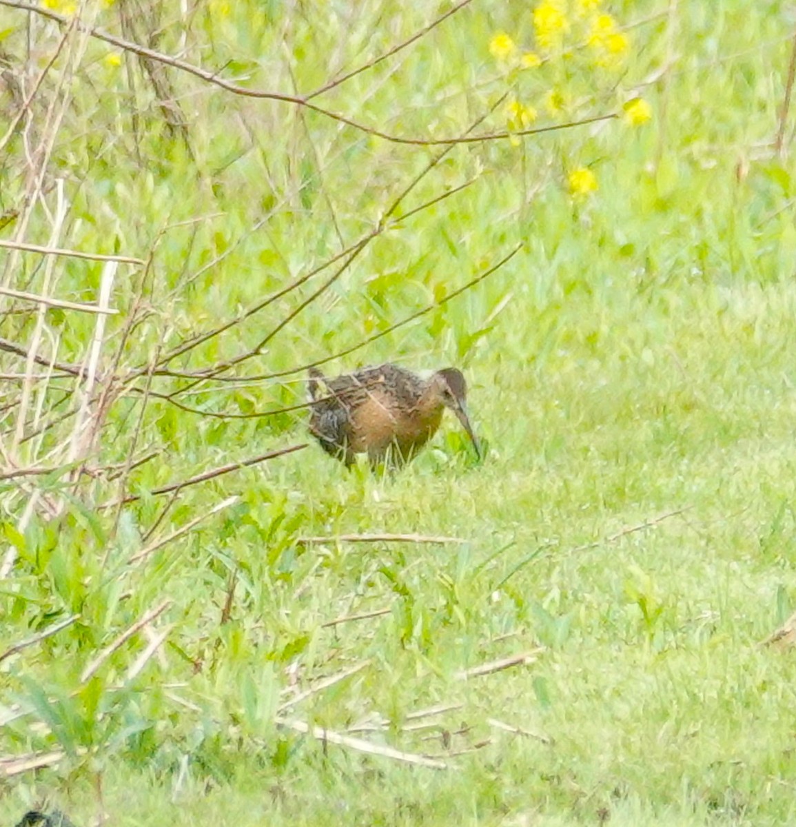 King Rail - Brian Lineaweaver