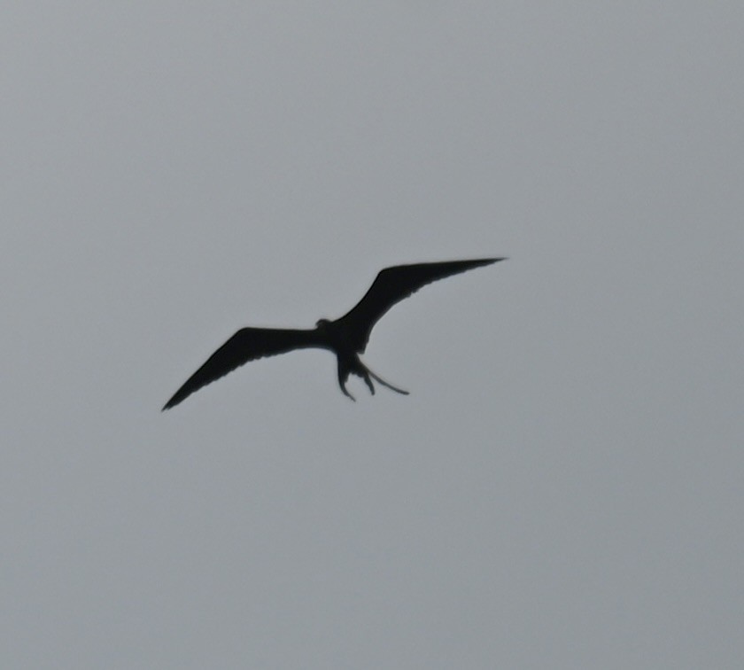 Magnificent Frigatebird - ML618796332