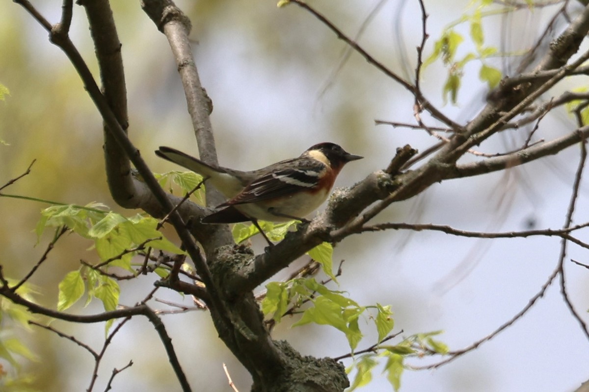 Bay-breasted Warbler - Peter Veighey