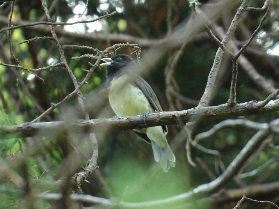 Yellow-bellied Seedeater - Samantha Jean