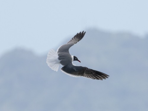 Laughing Gull - ML618796350