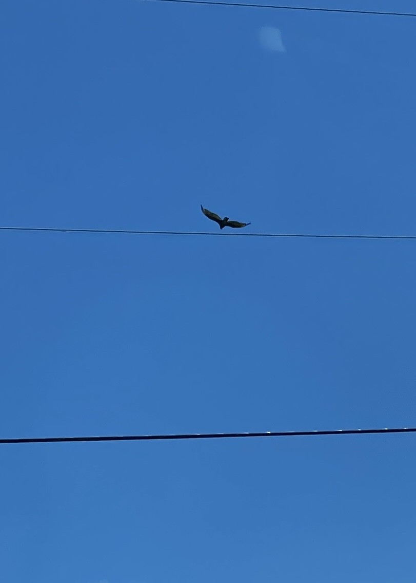 Turkey Vulture - ML618796361