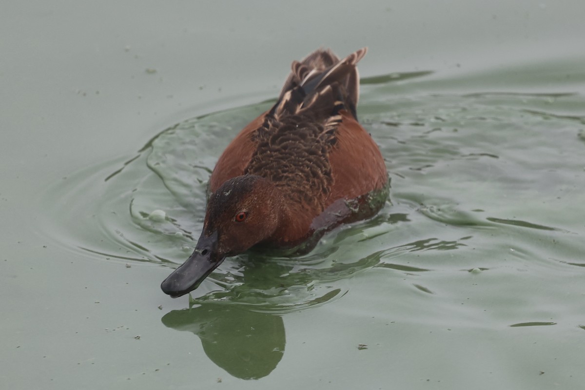 Cinnamon Teal - Ann Stockert