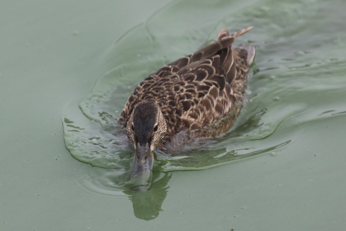 Cinnamon Teal - Ann Stockert