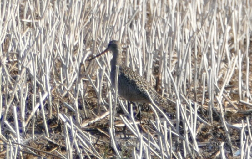 Marbled Godwit - ML618796377