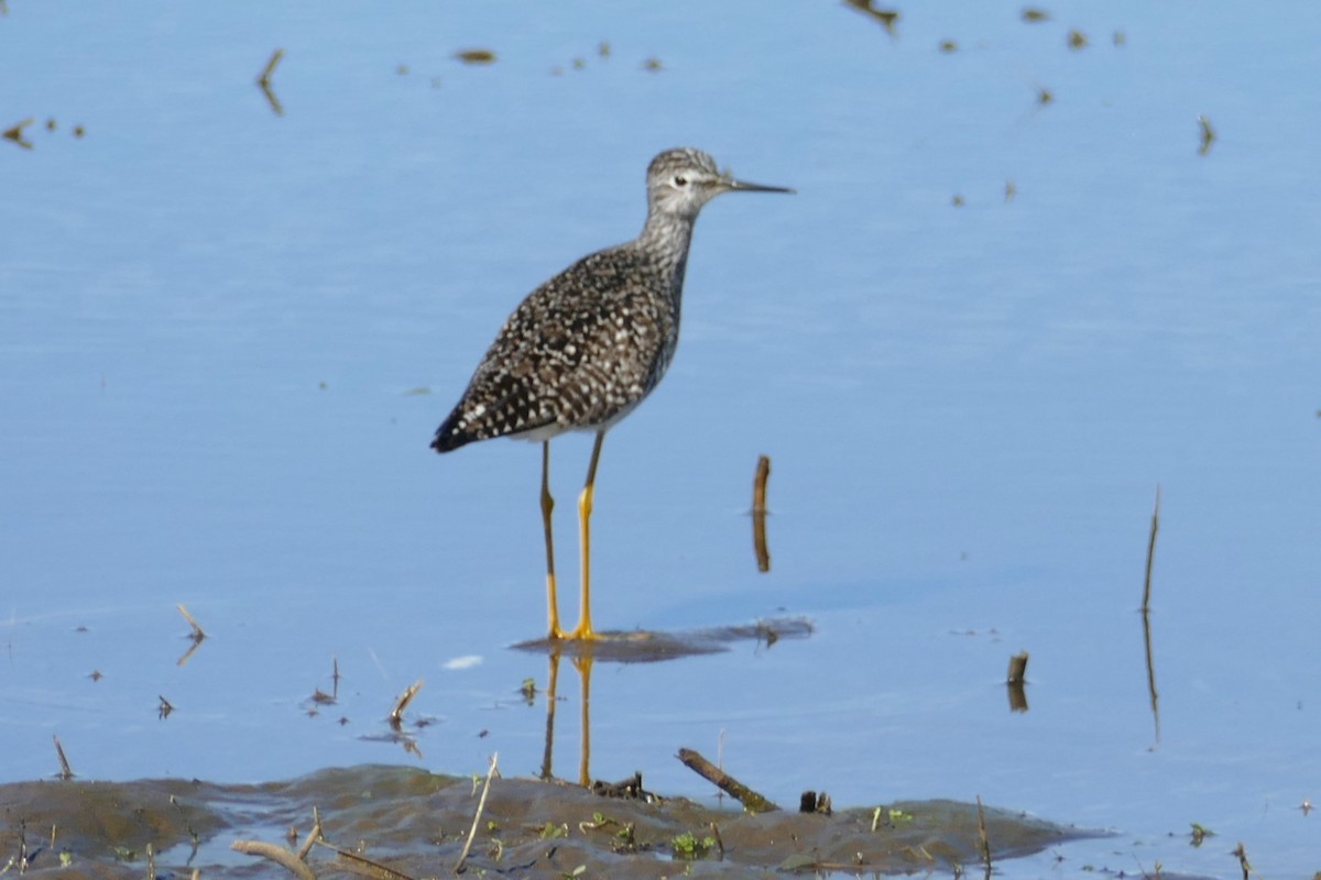 Lesser Yellowlegs - ML618796393