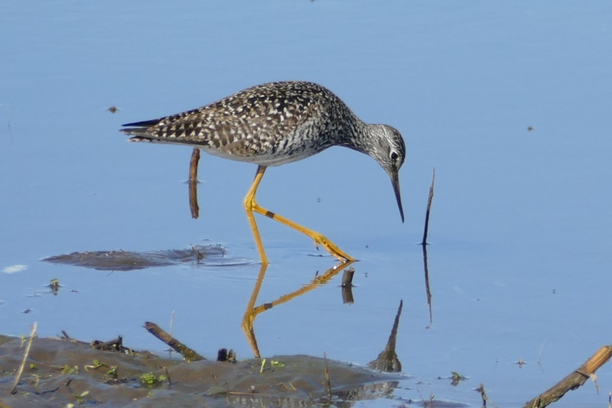 Lesser Yellowlegs - ML618796394