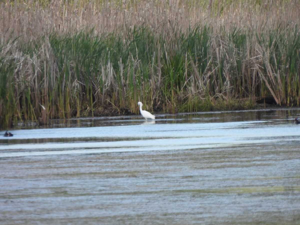 Snowy Egret - ML618796395