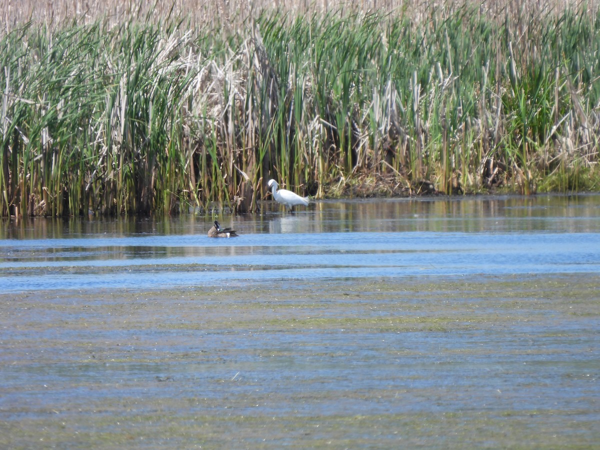 Snowy Egret - ML618796398