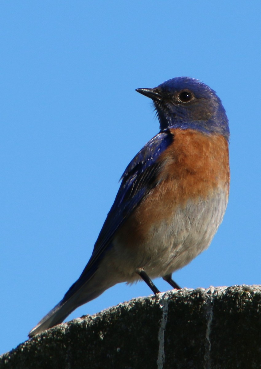 Western Bluebird - Doug Henderson