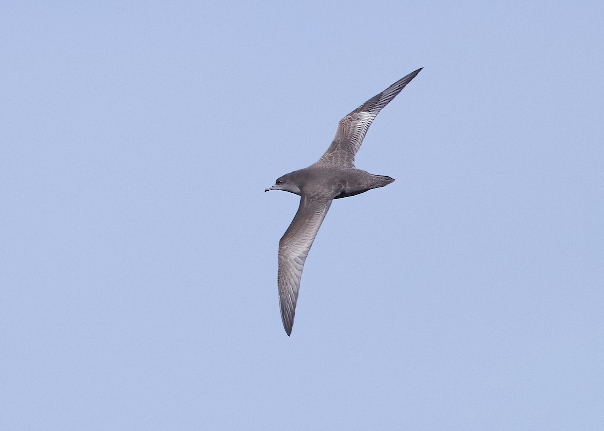 Wedge-tailed Shearwater - ML618796420